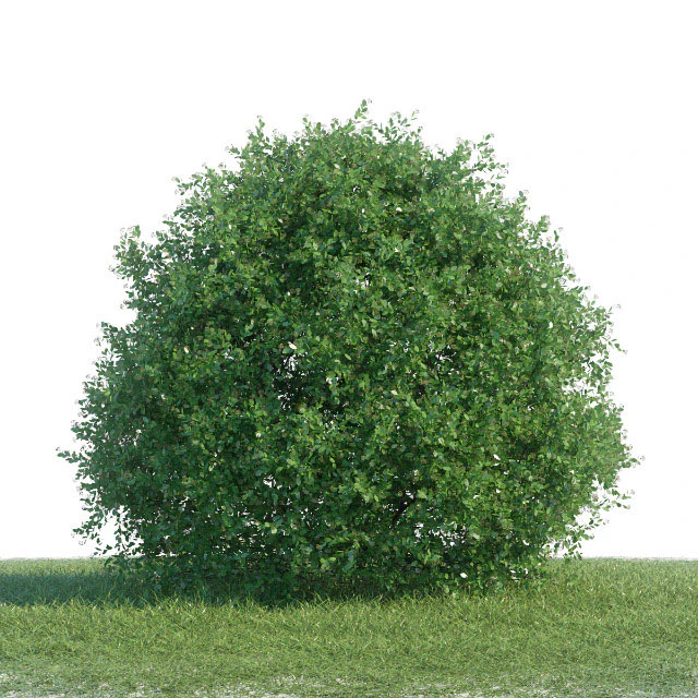 Spiraea shrub 1 — Скачать