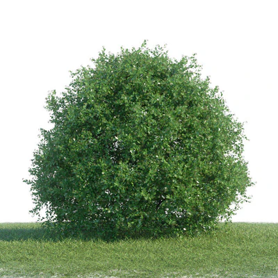 Spiraea shrub 1 — Вид 2