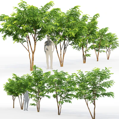 Robinia Pceudoacacia — Вид 3