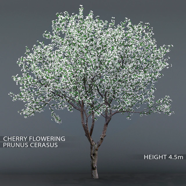 Cherry-tree flowering (Cerasus) # 1 — Descargar