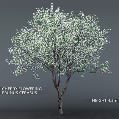 Cherry-tree flowering (Cerasus) # 1 — Ver 1
