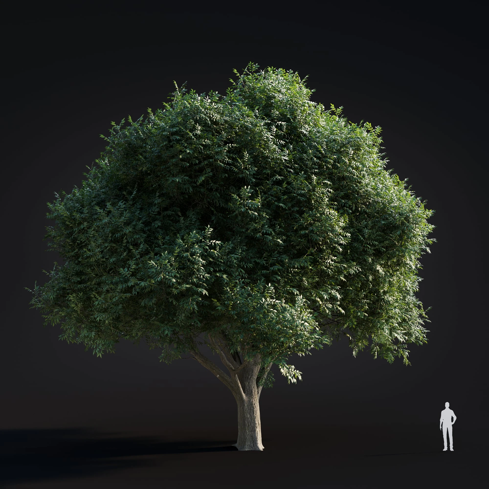 027 green ash — Скачать