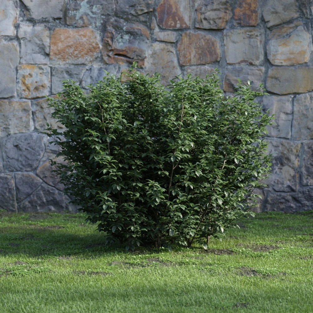 plants and bushes 018 — Descargar