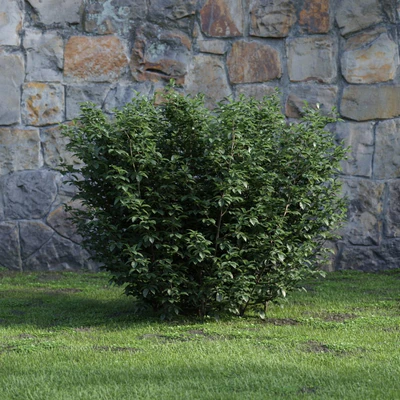 plants and bushes 018 — Descargar