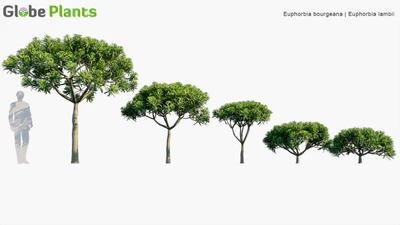 euphorbia bourgeana — download