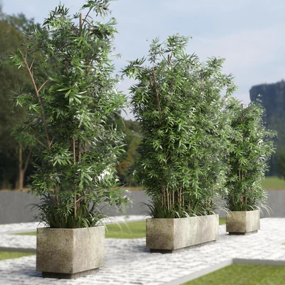 Collection Outdoor plant 49 concrete dirt old vase bax pot tree fern bamboo — Ver 6
