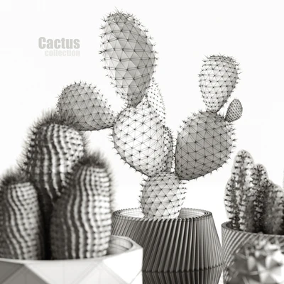 Cactus collection — Вид 4