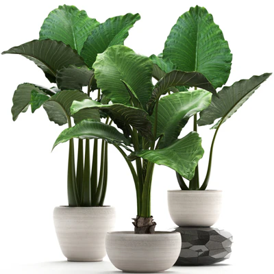 Plant collection 263. Alocasia, white pot, exotic plant, flowerpot, outdoor, bushes — descargar