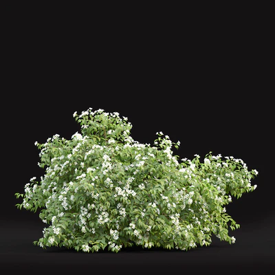 Philadelphus — Ver 5