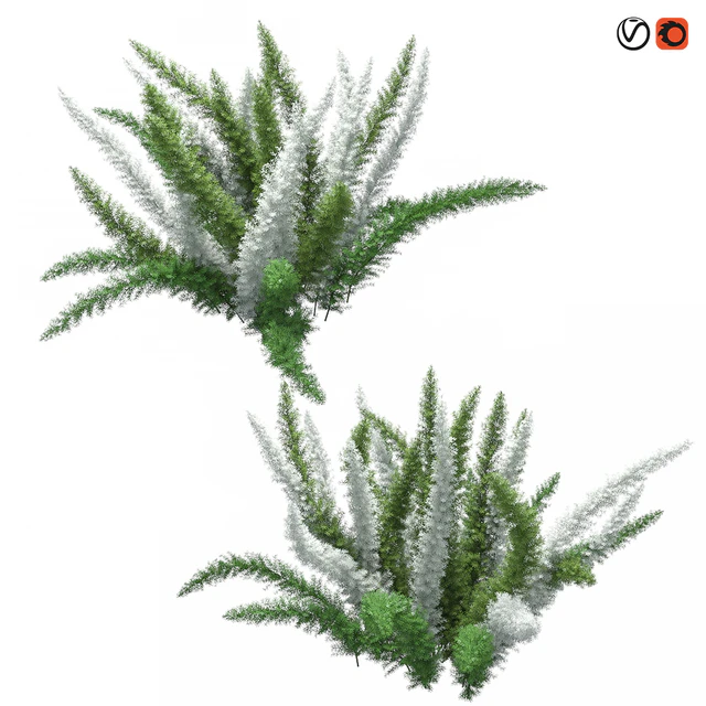 Asparagus Densiflorus Meyersii W — Descargar