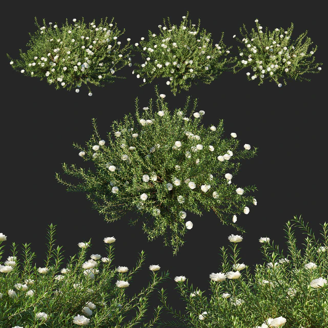 Portulaca grandiflora 02 — Скачать