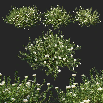 Portulaca grandiflora 02 — Вид 1