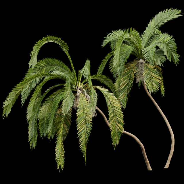 Queen Palm 4 Trees Syagrus Romanzoffiana — Descargar