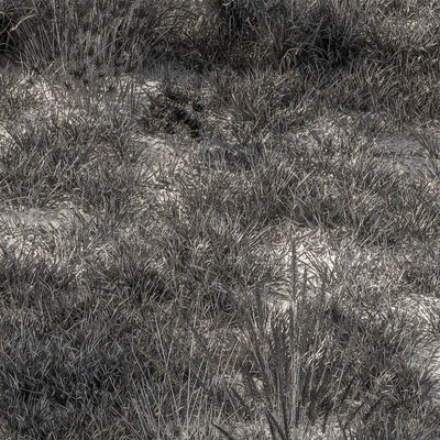 Dry Grass Set 16 — Ver 2