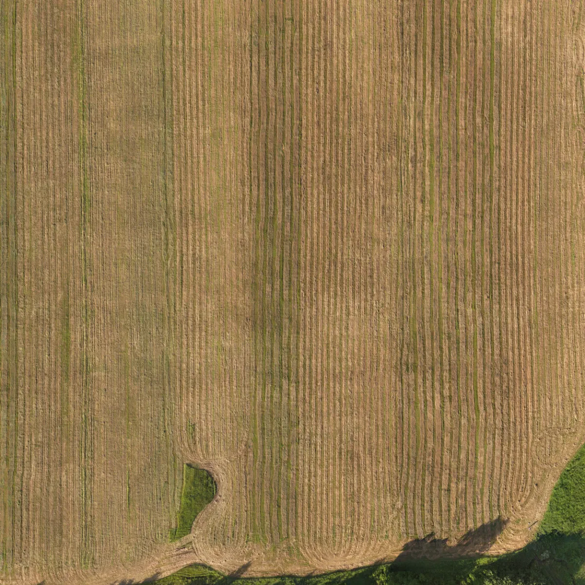 field summer 029 — Скачать