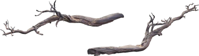 desert western tree log dead large 001 — Descargar