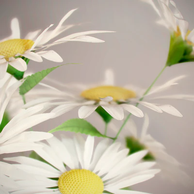 Daisies — Ver 2