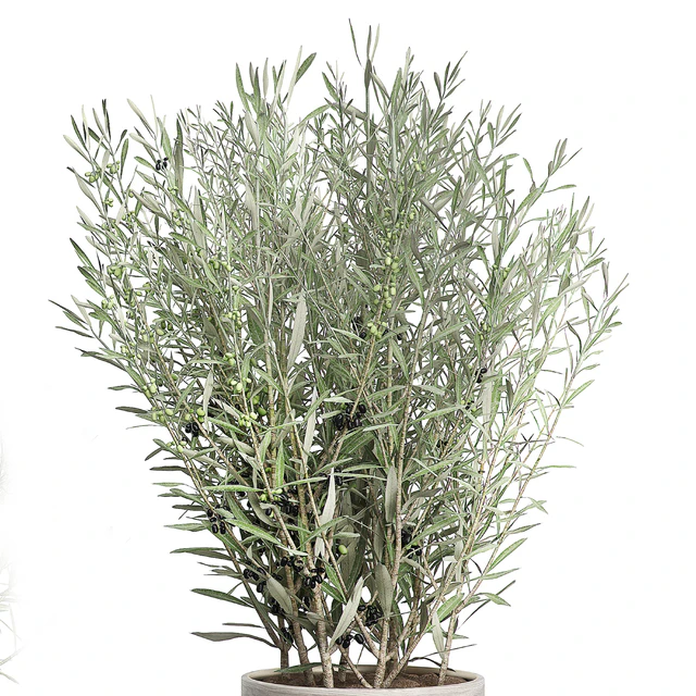 INTERIOR OLIVE TREE PACK 66 — Скачать