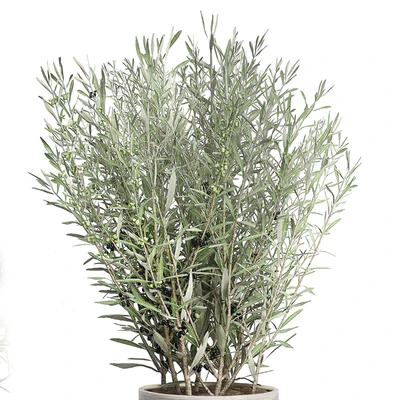 INTERIOR OLIVE TREE PACK 66 — Вид 5