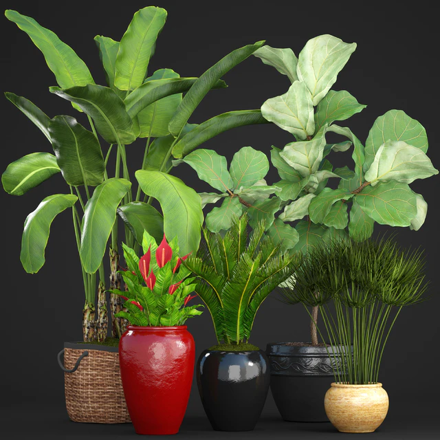 Collection of plants 75. Banana palm, Ficus lyre, Spathiphyllum, umbellata, Cycas, pot, basket — Descargar