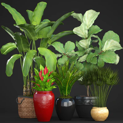 Collection of plants 75. Banana palm, Ficus lyre, Spathiphyllum, umbellata, Cycas, pot, basket — Ver 1