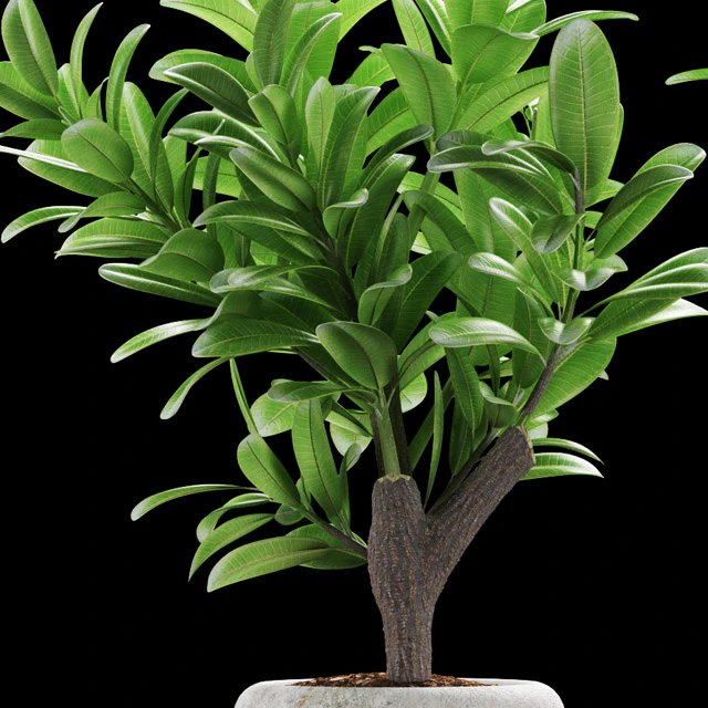 PLANTS 145 — Descargar