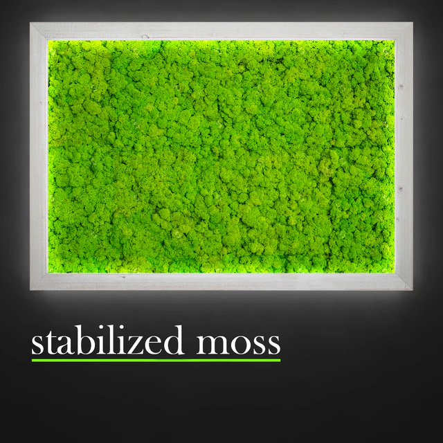 Stabilized moss. — Descargar