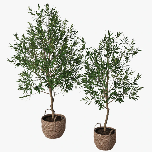 Olive tree — Descargar