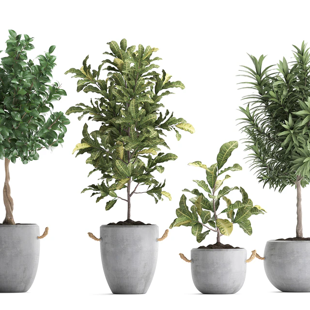 Collection of small trees in concrete pots with handles with Lemon tree, croton, oleander, citrus.  Set 437. — Descargar