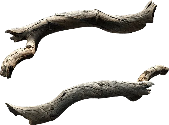 tree branch 004 — Download
