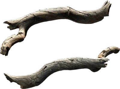 tree branch 004 — Download