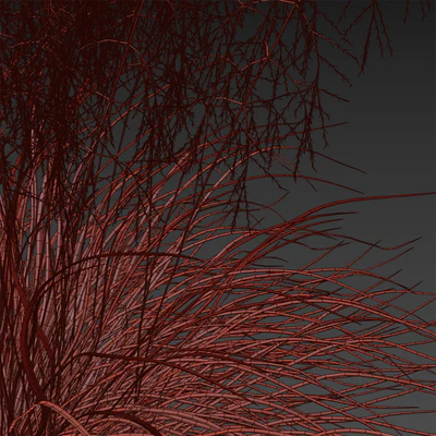 Pike turfy Lugovik | Deschampsia cespitosa goldtau — Ver 3