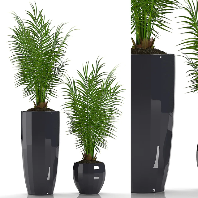 PARLOR PALM 2 — Descargar