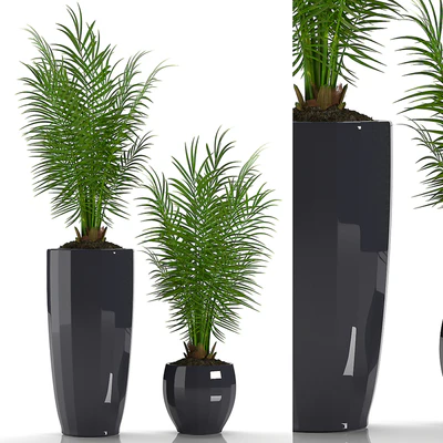 PARLOR PALM 2 — Ver 1