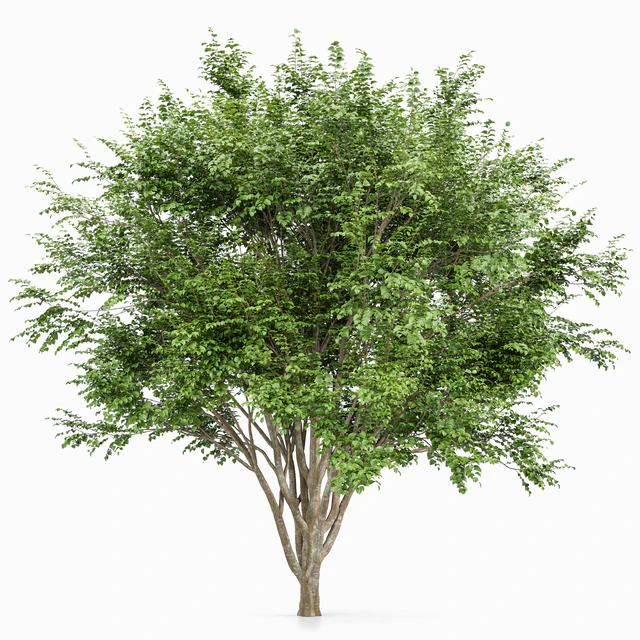 European Beech 2 Trees — Descargar