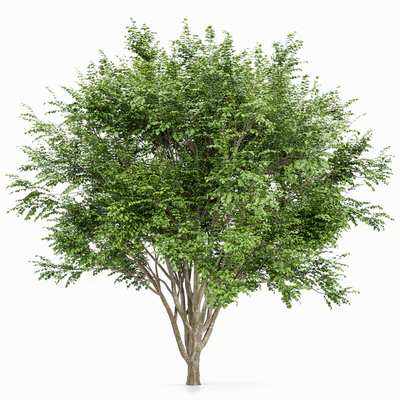 European Beech 2 Trees — Ver 3