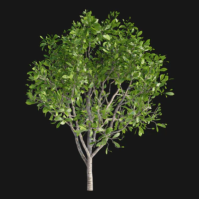 Magnolia Sulange | Magnolia x soulangeana — Ver 3