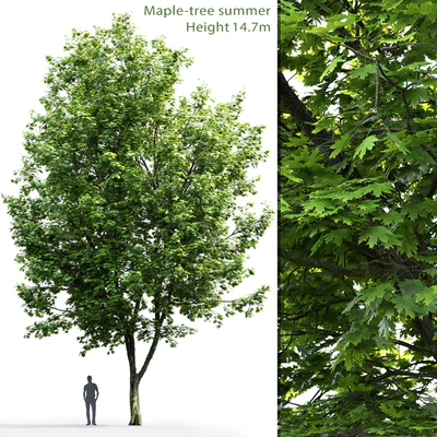 Acer — Ver 1