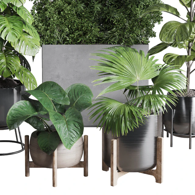 Collection indoor plant 251 ficus lyrata monstera palm in a wooden and metal pot — Descargar