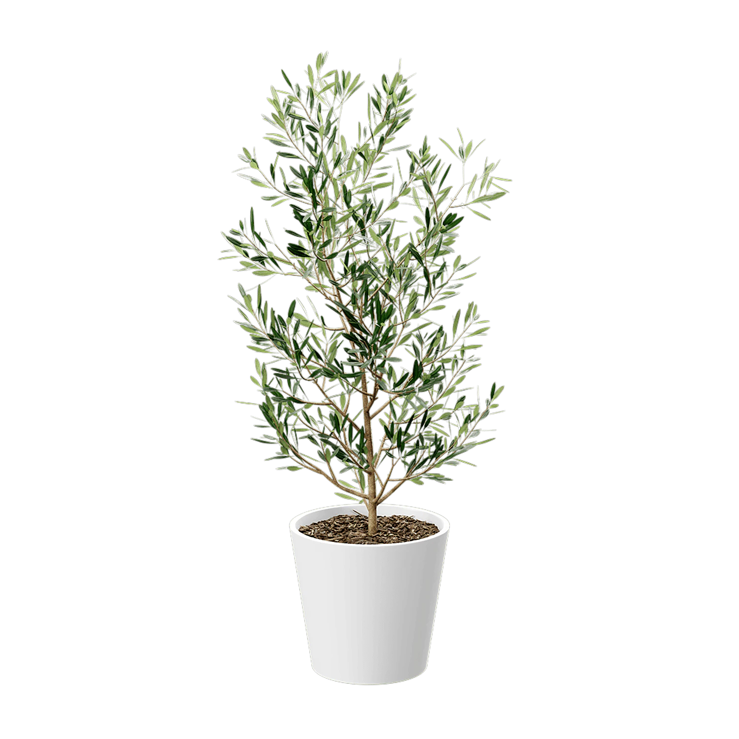 plant olive — Descargar