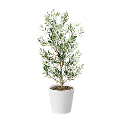 plant olive — Descargar