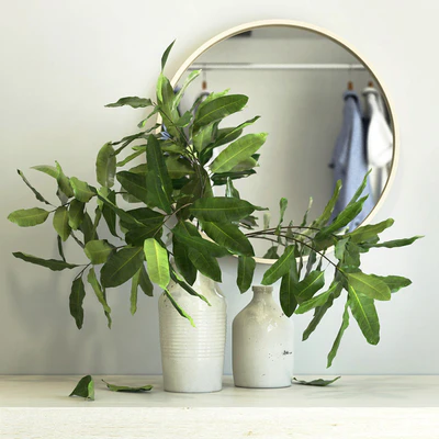 branches in a vase — Ver 1