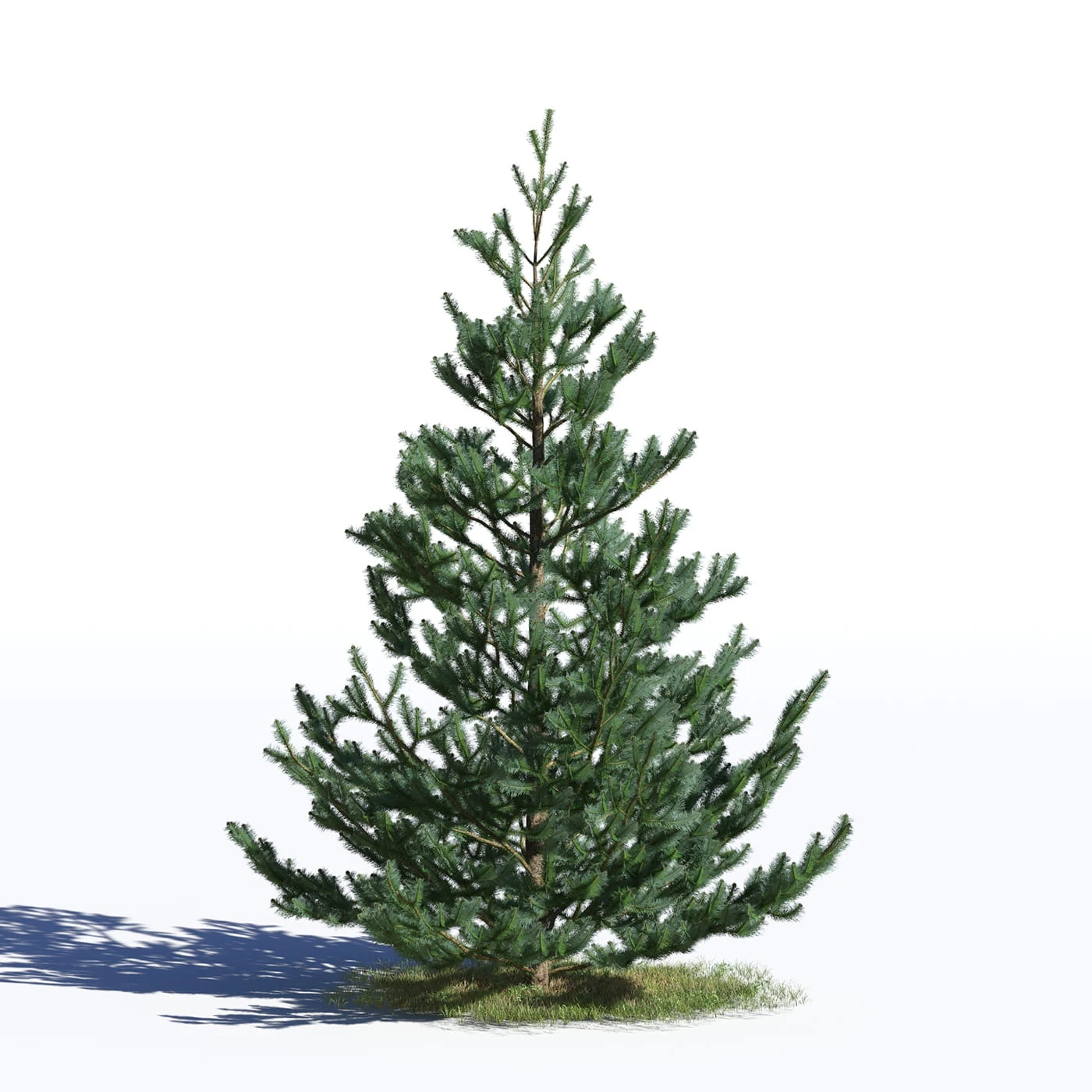 coniferous trees 029 — Descargar