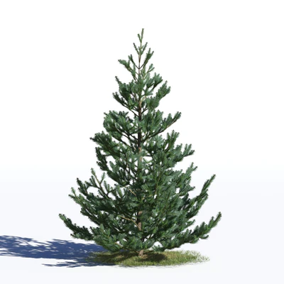 coniferous trees 029 — Descargar