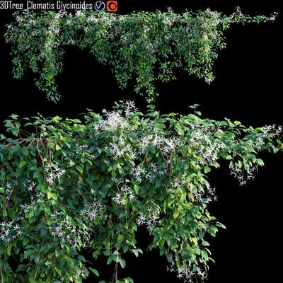 Creeper - Clematis Glycinoides 01 — Descargar
