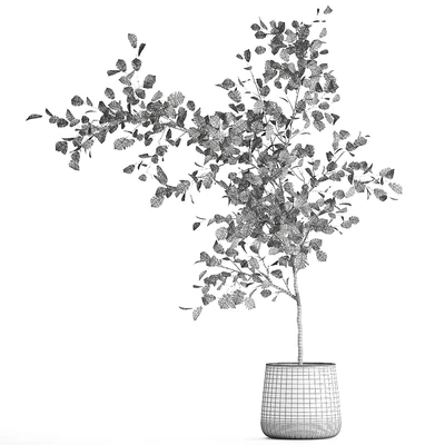 Decorative small Linden tree, Hazel in a rusty metal pot. Set 953. — Ver 5