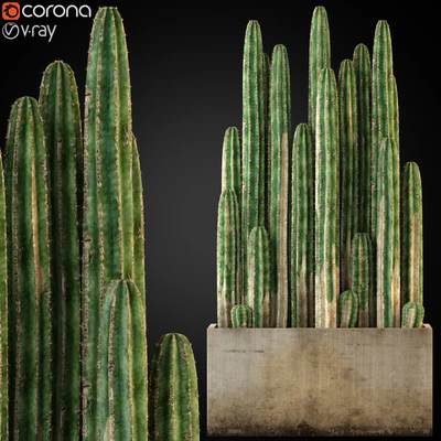 Plants collection 260 — Вид 1