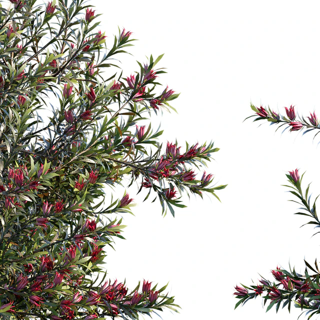 Darwinia Taxifolia — Descargar