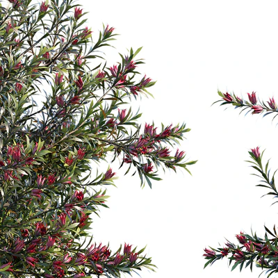 Darwinia Taxifolia — Ver 3