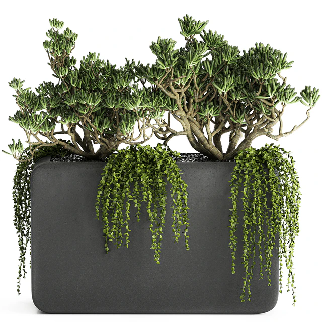 A collection of small exotic hanging succulents plants in black pots with a fat woman, Crassula. Set 811. — Descargar